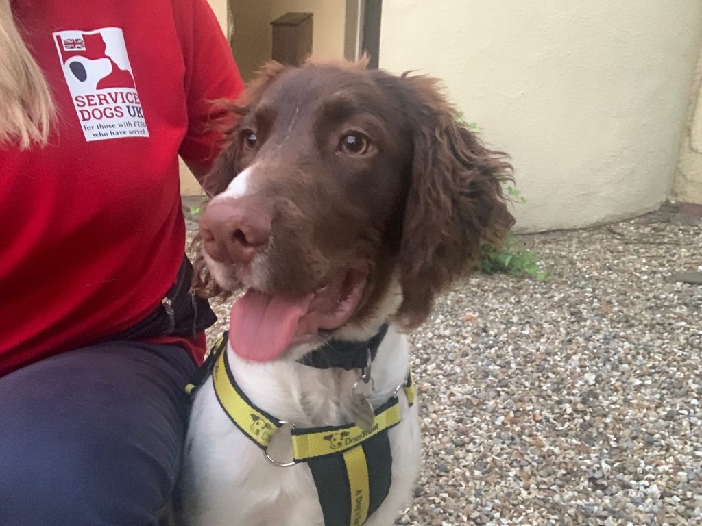 Otis, Service Dogs UK rehomed from Dogs Trust